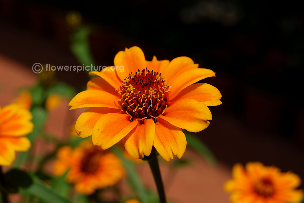 Zinnia soleado